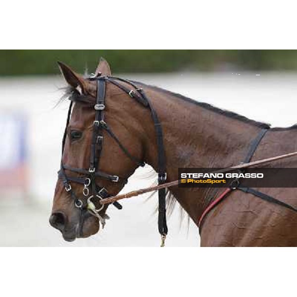 Milano - San Siro trot racecourse, 25th april 2012 ph.Stefano Grasso