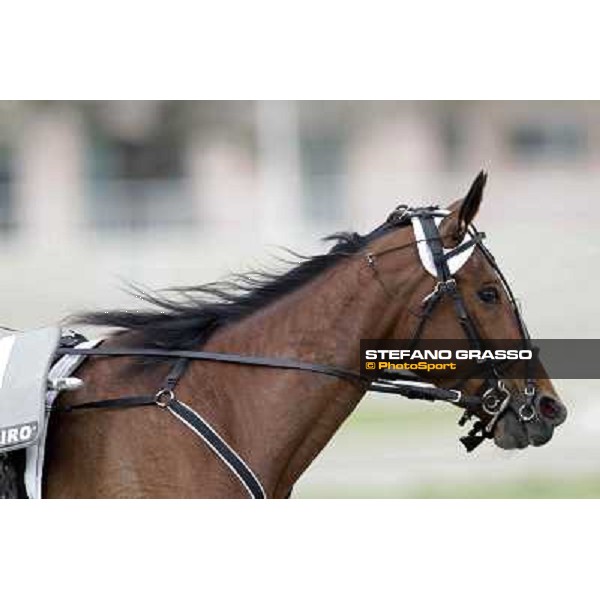 Potenza Om Milano - San Siro trot racecourse, 25th april 2012 ph.Stefano Grasso