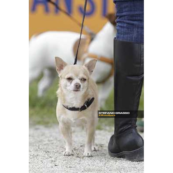 …racegoers at San Siro Milano - San Siro trot racecourse, 25th april 2012 ph.Stefano Grasso