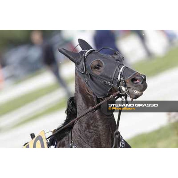 Orione degli Dei Milano - San Siro trot racecourse, 25th april 2012 ph.Stefano Grasso