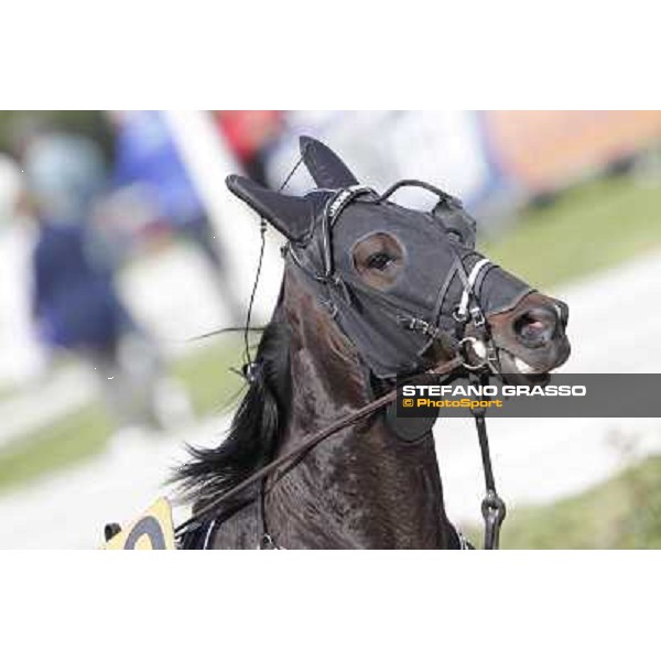 Orione degli Dei Milano - San Siro trot racecourse, 25th april 2012 ph.Stefano Grasso