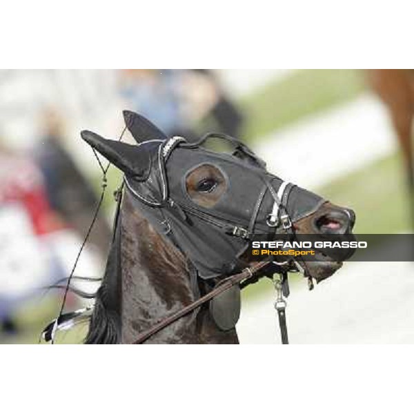 Orione degli Dei Milano - San Siro trot racecourse, 25th april 2012 ph.Stefano Grasso