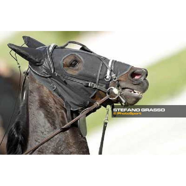 Orione degli Dei Milano - San Siro trot racecourse, 25th april 2012 ph.Stefano Grasso