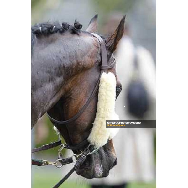 a portrait for Principe Adepto after winning the Premio Signorino-Mem.Alessandro Lancellotti Rome - Capannelle racecourse, 29th apri l2012 ph.Stefano Grasso