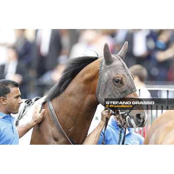 Real Solution Rome - Capannelle racecourse, 29th apri l2012 ph.Stefano Grasso