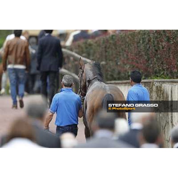 Real Solution returns home with his grooms after winning the Premio Botticelli Rome - Capannelle racecourse, 29th apri l2012 ph.Stefano Grasso