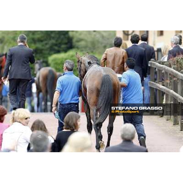 Real Solution returns home with his grooms after winning the Premio Botticelli Rome - Capannelle racecourse, 29th apri l2012 ph.Stefano Grasso