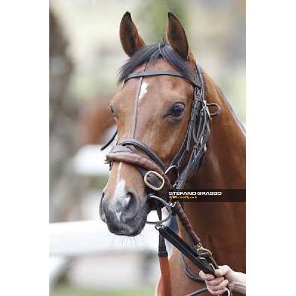 A portrait for Farraaj parading before the Premio Parioli Rome - Capannelle racecourse, 29th apri l2012 ph.Stefano Grasso