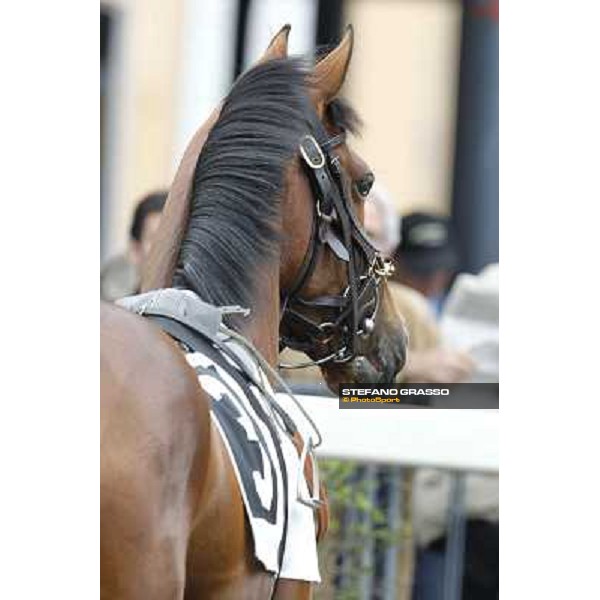 A portrait for Farraaj parading before the Premio Parioli Rome - Capannelle racecourse, 29th apri l2012 ph.Stefano Grasso