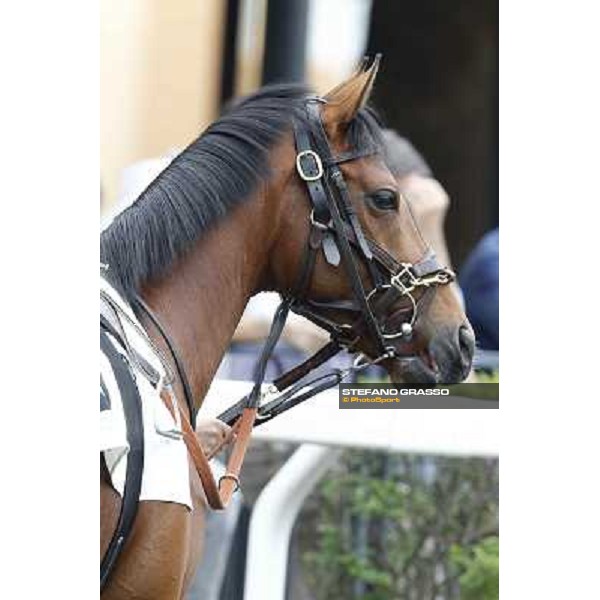 A portrait for Farraaj parading before the Premio Parioli Rome - Capannelle racecourse, 29th apri l2012 ph.Stefano Grasso