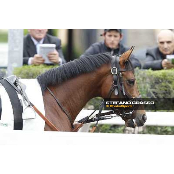 A portrait for Farraaj parading before the Premio Parioli Rome - Capannelle racecourse, 29th apri l2012 ph.Stefano Grasso