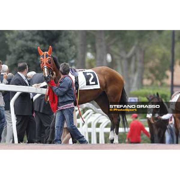 Facoltoso parading before the start of Premio Parioli Rome - Capannelle racecourse, 29th apri l2012 ph.Stefano Grasso