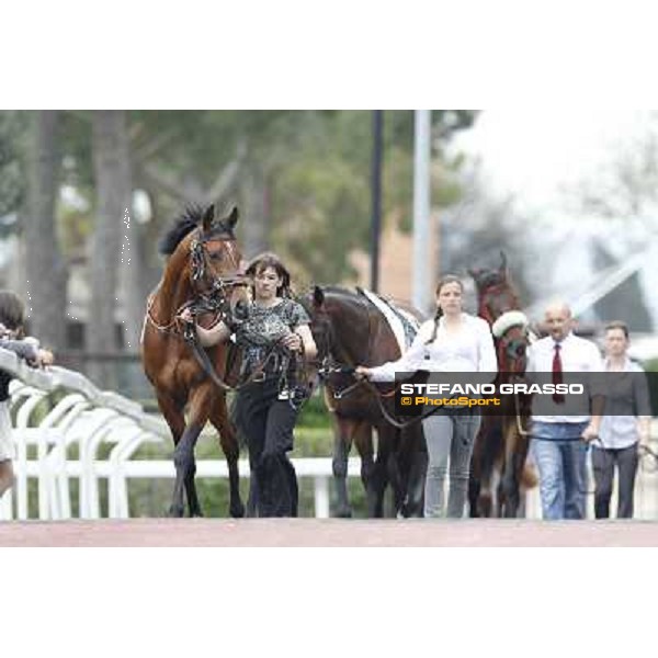 Farraaj and Malossol parade before the start of Premio Parioli Rome - Capannelle racecourse, 29th apri l2012 ph.Stefano Grasso