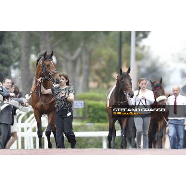 Farraaj and Malossol parade before the start of Premio Parioli Rome - Capannelle racecourse, 29th apri l2012 ph.Stefano Grasso