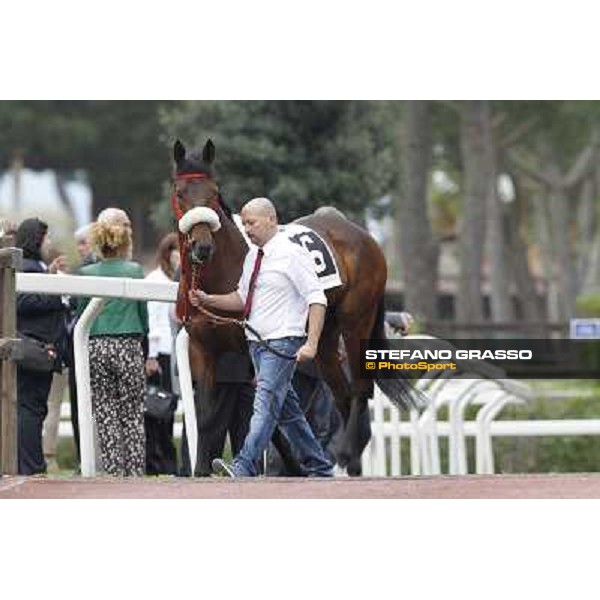 Moustache parades before the start of Premio Parioli Rome - Capannelle racecourse, 29th apri l2012 ph.Stefano Grasso