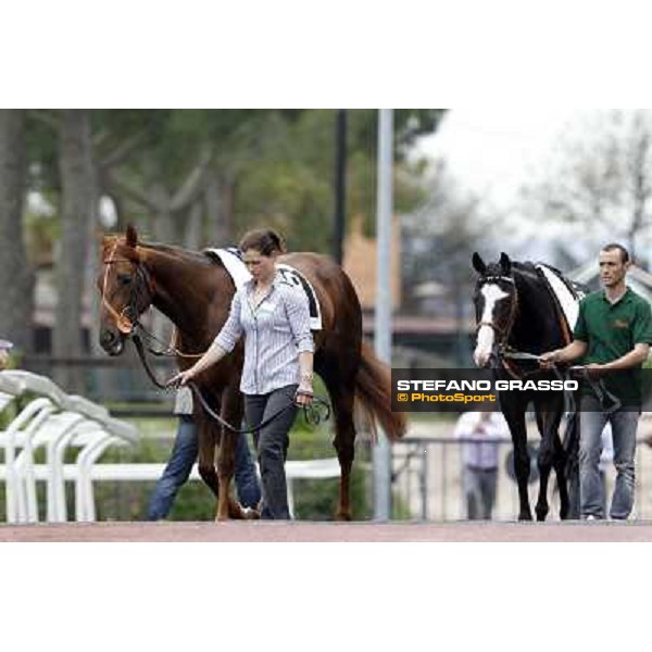 Rockinante parades before the start of Premio Parioli Rome - Capannelle racecourse, 29th apri l2012 ph.Stefano Grasso