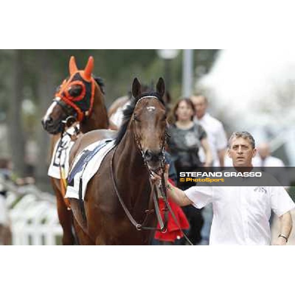 Art of Dreams followed by Facoltoso enters the paddock before the start of the Premio Parioli Rome - Capannelle racecourse, 29th apri l2012 ph.Stefano Grasso