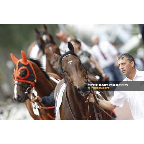 Art of Dreams followed by Facoltoso enters the paddock before the start of the Premio Parioli Rome - Capannelle racecourse, 29th apri l2012 ph.Stefano Grasso