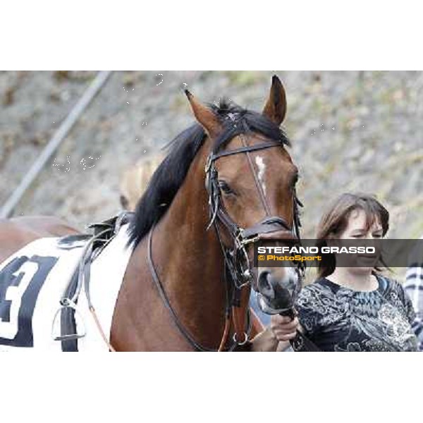 Farraaj parades in the paddock before the start of the Premio Parioli Rome - Capannelle racecourse, 29th apri l2012 ph.Stefano Grasso