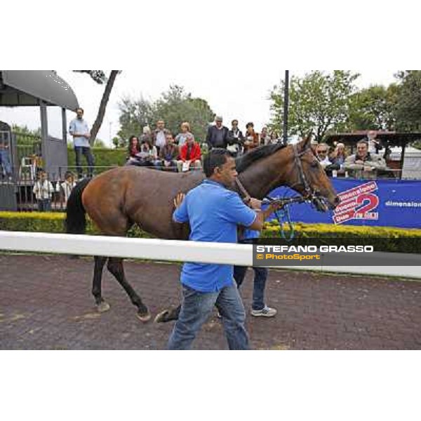 Real Solution walks in the paddock after winning the Premio Botticelli Rome - Capannelle racecourse, 29th april 2012 ph.Stefano Grasso