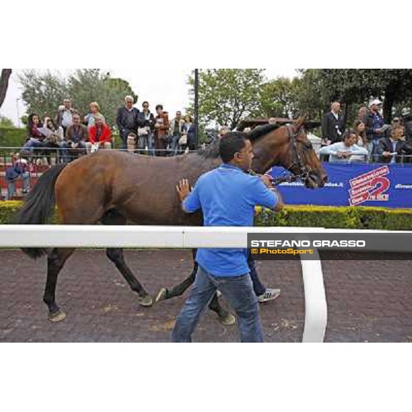 Real Solution walks in the paddock after winning the Premio Botticelli Rome - Capannelle racecourse, 29th april 2012 ph.Stefano Grasso