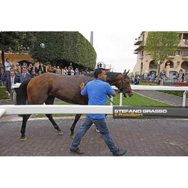 Real Solution walks in the paddock after winning the Premio Botticelli Rome - Capannelle racecourse, 29th april 2012 ph.Stefano Grasso