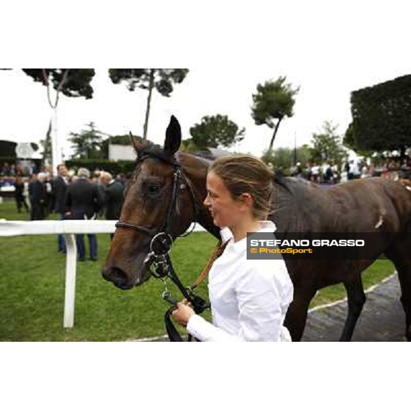 Malossol and his groom Eva walks back home after winning the Premio Parioli Rome - Capannelle racecourse, 29th april 2012 ph.Stefano Grasso