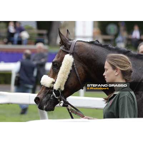 Principe Adepto walks with his groom after winning the Premio Signorino Rome - Capannelle racecourse, 29th april 2012 ph.Stefano Grasso