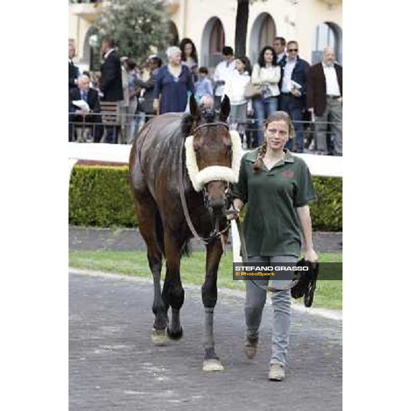 Principe Adepto walks with his groom after winning the Premio Signorino Rome - Capannelle racecourse, 29th april 2012 ph.Stefano Grasso