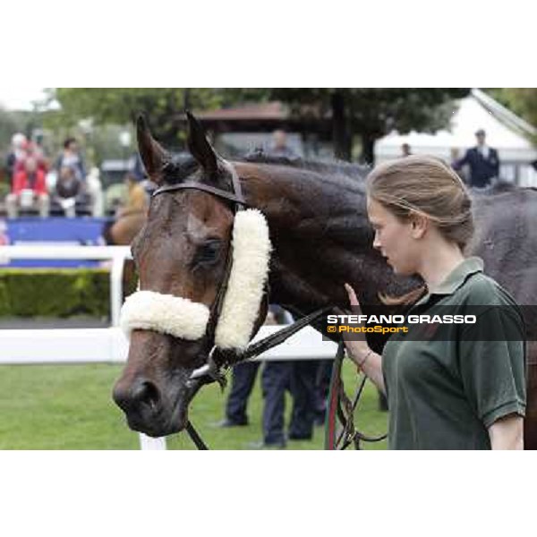 Principe Adepto walks with his groom after winning the Premio Signorino Rome - Capannelle racecourse, 29th april 2012 ph.Stefano Grasso