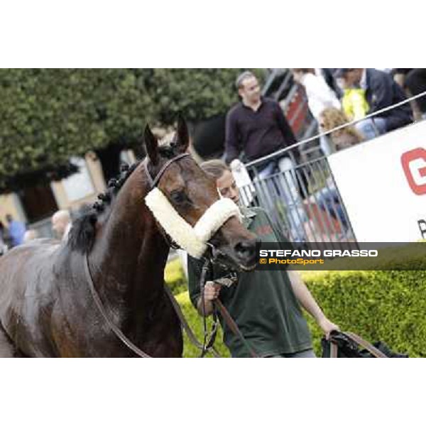 Principe Adepto walks with his groom after winning the Premio Signorino Rome - Capannelle racecourse, 29th april 2012 ph.Stefano Grasso