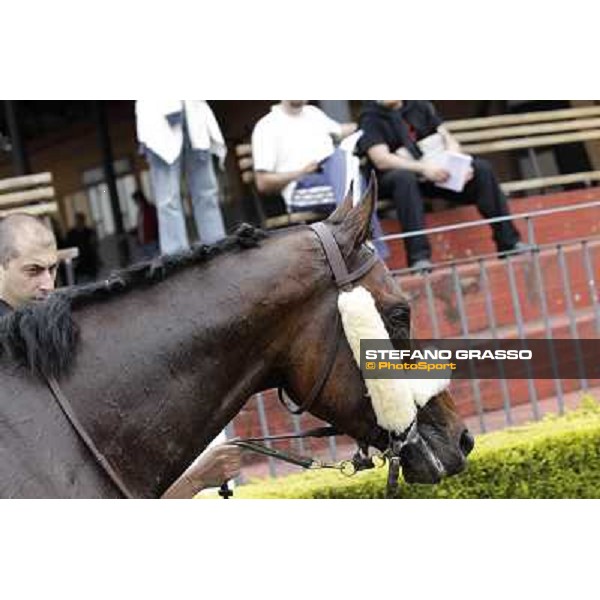 Principe Adepto walks with his groom after winning the Premio Signorino Rome - Capannelle racecourse, 29th april 2012 ph.Stefano Grasso