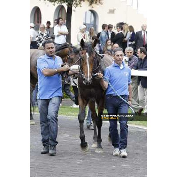 Real Solution parades after winning the Premio Botticelli Rome - Capannelle racecourse, 29th april 2012 ph.Stefano Grasso