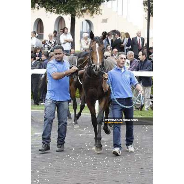 Real Solution parades after winning the Premio Botticelli Rome - Capannelle racecourse, 29th april 2012 ph.Stefano Grasso