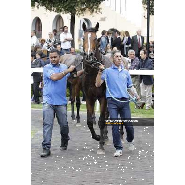 Real Solution parades after winning the Premio Botticelli Rome - Capannelle racecourse, 29th april 2012 ph.Stefano Grasso