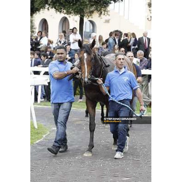 Real Solution parades after winning the Premio Botticelli Rome - Capannelle racecourse, 29th april 2012 ph.Stefano Grasso