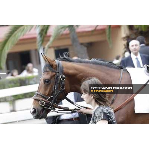 Farraaj parades before the start of the Premio Parioli Rome - Capannelle racecourse, 29th april 2012 ph.Stefano Grasso