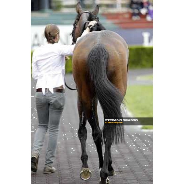 Malossol receives caresses by his groom Eva after winning the Premio Parioli. Rome - Capannelle racecourse, 29th april 2012 ph.Stefano Grasso