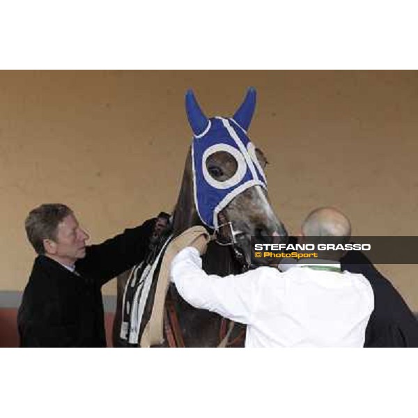 Luigi Riccardi prepares Dark Ray before the start of the Premio Regina Elena. Rome - Capannelle racecourse, 29th april 2012 ph.Stefano Grasso