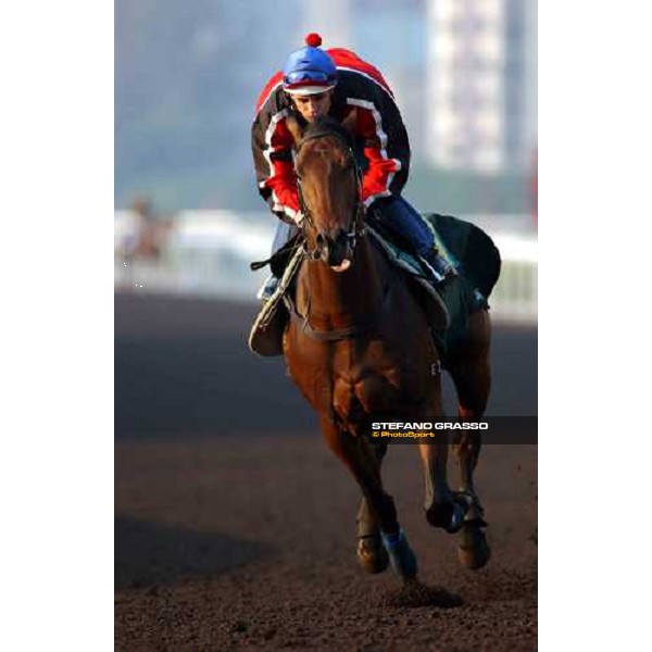 Sha Tin - morning track works 9th dec. 2004 ph. Stefano Grasso