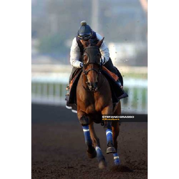 Sha Tin - morning track works 9th dec. 2004 ph. Stefano Grasso