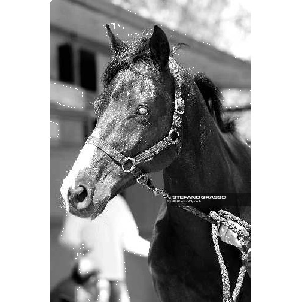 Portrait for Laghat at Capannelle racecourse Rome - Capannelle racecourse 15th april 2012 ph.Stefano Grasso