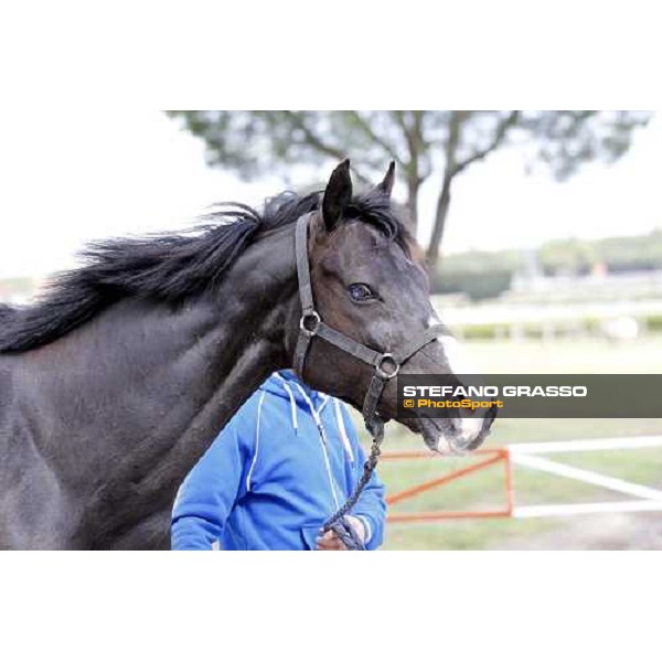 Portrait for Laghat at Capannelle racecourse Rome - Capannelle racecourse 15th april 2012 ph.Stefano Grasso