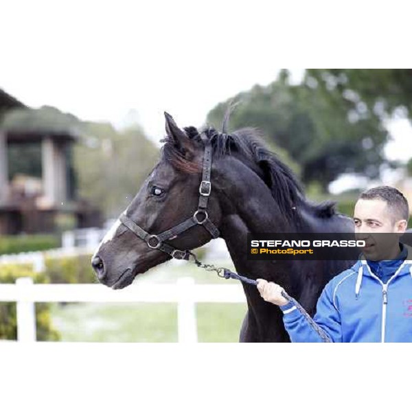 Portrait for Laghat and his owner and gentleman rider Federico De Paola Rome - Capannelle racecourse 15th april 2012 ph.Stefano Grasso