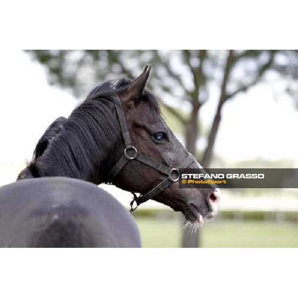 Portrait for Laghat at Capannelle racecourse Rome - Capannelle racecourse 15th april 2012 ph.Stefano Grasso