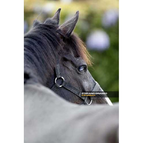 Portrait for Laghat at Capannelle racecourse Rome - Capannelle racecourse 15th april 2012 ph.Stefano Grasso