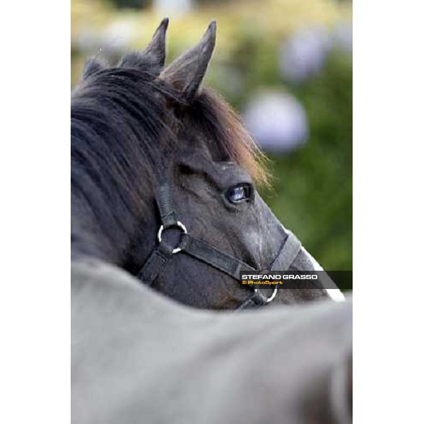 Portrait for Laghat at Capannelle racecourse Rome - Capannelle racecourse 15th april 2012 ph.Stefano Grasso