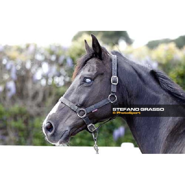 Portraits for Laghat at Capannelle racecourse Rome - Capannelle racecourse 15th april 2012 ph.Stefano Grasso