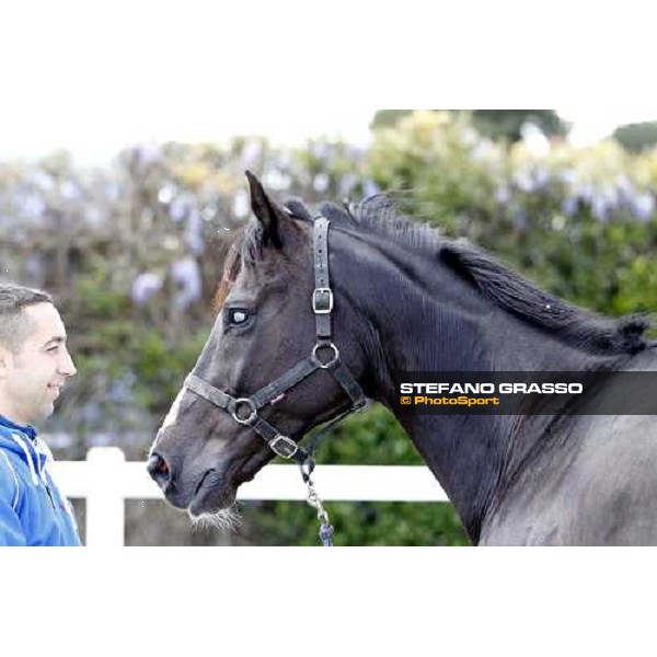 Portrait for Laghat and his owner and gentleman rider Federico De Paola Rome - Capannelle racecourse 15th april 2012 ph.Stefano Grasso