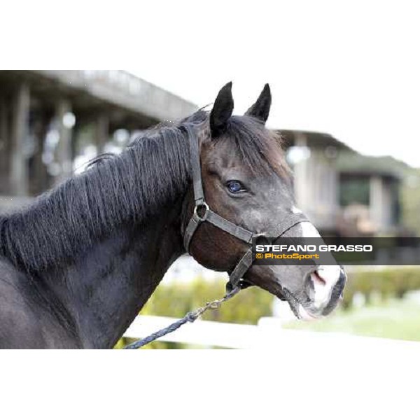 Portrait for Laghat at Capannelle racecourse Rome - Capannelle racecourse 15th april 2012 ph.Stefano Grasso